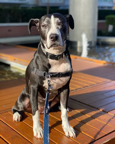 Owen Laukkanen's rescue dog Lucy