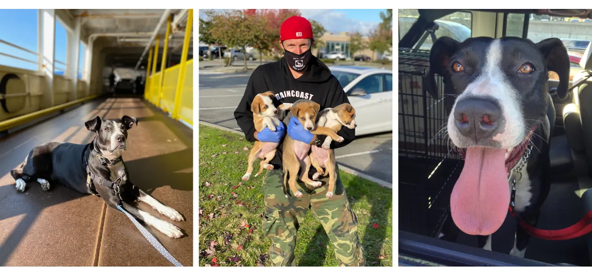 Owen Laukkanen and rescue dogs